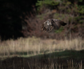 Great Gray owl in flight