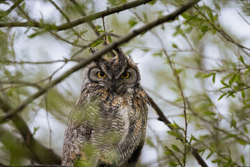 Great Horned owl in the rain