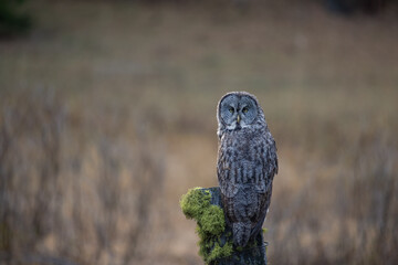 Fototapeta premium Great Gray owl perched on mossy post
