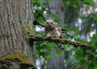 Great Horned owl