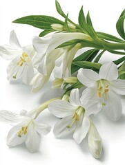 Obraz premium White lilies bouquet, sympathy, pure background, condolence, funeral card