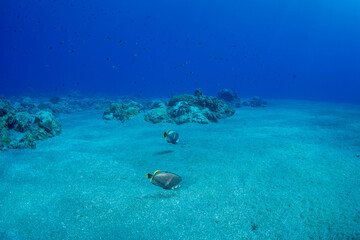 ユウゼン　小笠原