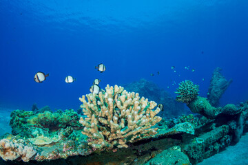 ハナヤサイサンゴに住むフタスジリュウキュウスズメダイ