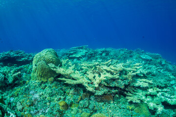 サンゴ礁　小笠原