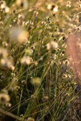 Close-up of a meadow of spring flowers starting to wither. There is blur in the close-up image. and the distance of the image that is further away