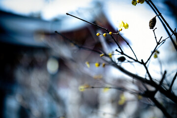 Buds