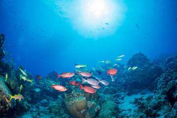 ホウセキキントキとアカヒメジの群れ　小笠原