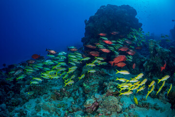ホウセキキントキとアカヒメジの群れ　小笠原
