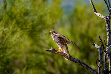 A prairie falcon in the Sonoran desert near Tucson Arizona