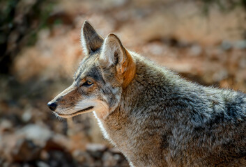 A coyote in the Sonoran desert near Tucson Arizona