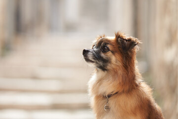 A small brown dog sits alone in a narrow stone alley with soft lighting. The backdrop of historic...