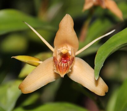 Unusual Orchid Species Coelogyne fimbriata in Bloom.
