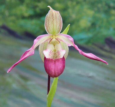 Lovely Pink Orchid Hybrid Phragmipedium Calurum in Bloom.