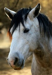 Obraz premium Portrait of a Wild Horse 