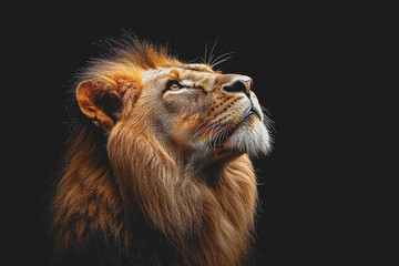 Naklejka premium Lion gazing upward towards the sky in a natural habitat setting with green grass and trees in the background during daylight hours