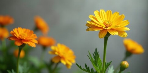 Yellow orange ranunculus against gray background, gradient background, garden