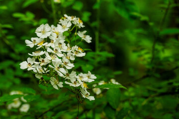 White Petals Of Multiflora Rose Bloom In Dark Green Forest Of Shendandoah