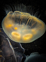 jellyfish in the dark © Tori