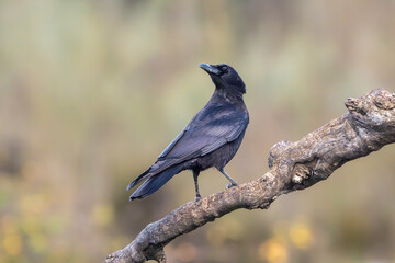 Carrion Crow perched on its perch with out of focus background
