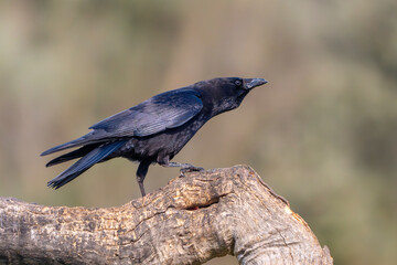Carrion Crow perched on its perch with out of focus background