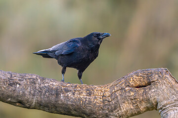 Carrion Crow perched on its perch with out of focus background