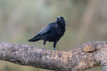 Carrion Crow perched on its perch with out of focus background