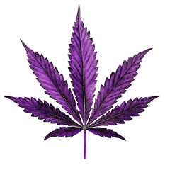Purple Cannabis Leaf with Vivid Details