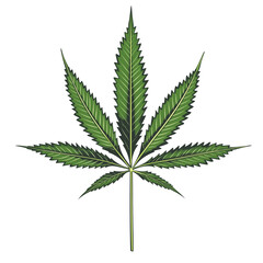 Highly Detailed Cannabis Leaf Illustration