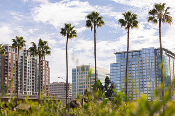 Palm framed view of the downtown skyline buildings of San Jose, California, USA.