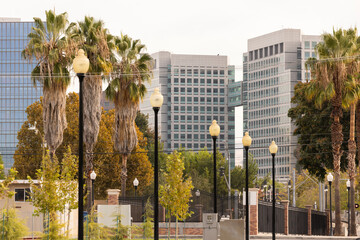 Palm Framed View The Downtown