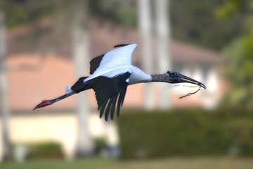 stork flying in the sky