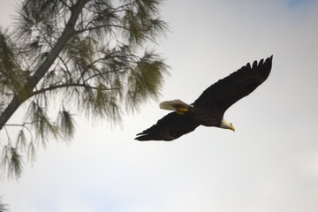 bald eagle in fly