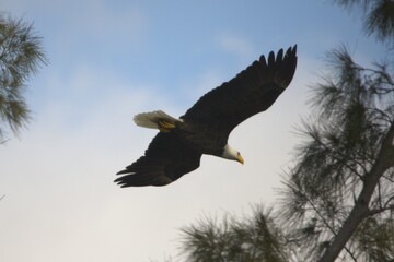 bald eagle in fly