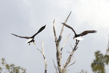 eagle in flight