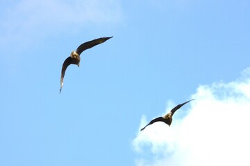 bald eagle birds in the sky