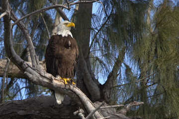 bald eagle perched in the branch