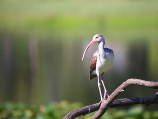 ibis in the branch.