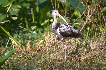 ibis in the branch.