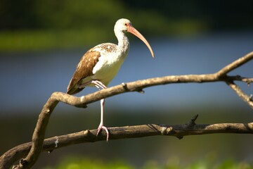 ibis in the branch.