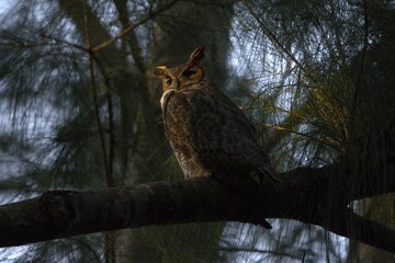 great horned owl