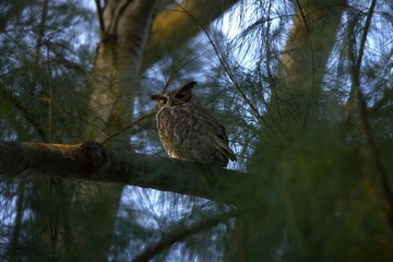 owls bird on a branch