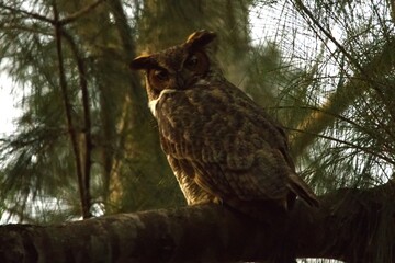 owl in the tree