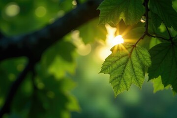 A crescent moon shines through the leaves of a ancient oak, leaves, bokeh