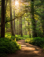 Fototapeta premium Forest Pathway with Sunlight Rays – Serene Nature Walk
