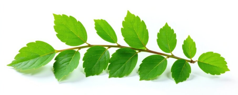 Fresh green branch of Salal Gaultheria Shallon isolated on white background, gaultheria, shallon