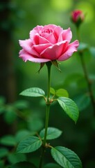 Fototapeta premium Rosa silvestre en un claro rodeado de ?rboles verdes, verde, verde, bosque