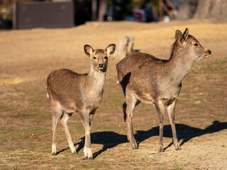 奈良公園　鹿の親子
