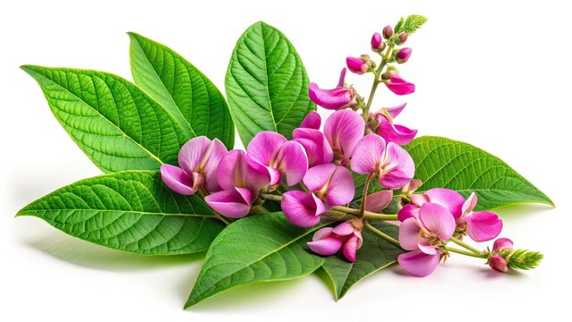 Close Up of Desmodium Triflorum Flower and Leaves on White Background - Botanical Beauty in Nature, Floral Details, Plant Life, Close-Up Photography, Green Leaves, Natural Aesthetics