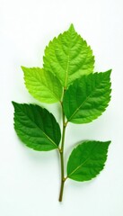 Fototapeta premium isolated green hydrangea leaves on a plain white surface, hydrangea, isolated, texture