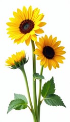 Obraz premium Three vibrant sunflowers, stems, leaves, isolated , leaf, bright